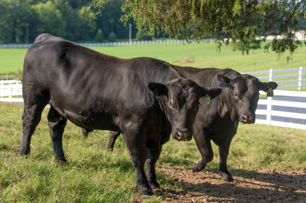 Replacement Heifers Health Program | Red Tail Farm